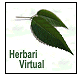 Balearic Virtual Herbarium