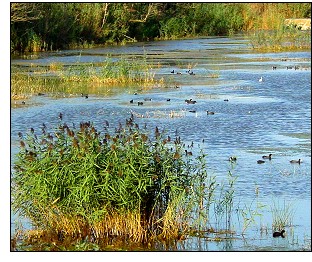 World Wetlands Day 2003